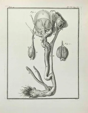 Pierre Francois Basan after Founan, Anatomy of Animals, Etching, 1771