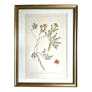 Antique Large Floral Botanical Print Ascyrum by Phillip Miller London 1758 For Sale