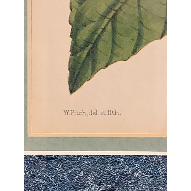 Blue Walter Hood Fitch and Louis Van Houte 19th Century Botanical Print For Sale - Image 8 of 9