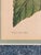 Blue Walter Hood Fitch and Louis Van Houte 19th Century Botanical Print For Sale - Image 8 of 9