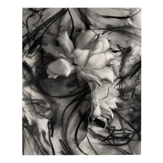 Ugne Pouwell, Lily in Charcoal No.3, 2023, Photography For Sale