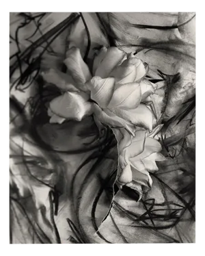 Ugne Pouwell, Lily in Charcoal No.3, 2023, Photography