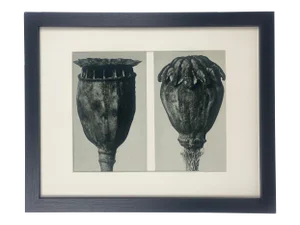 Framed Antique Botanical Blossfeldt Print - No. 104