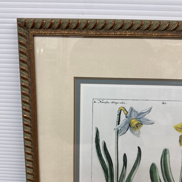 Daffodil Botanical Art Print, Framed For Sale - Image 11 of 12