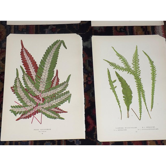 Mid 19th Century Antique 19th Century Botanical Fern Wood Engravings - Set of 12 For Sale - Image 5 of 9