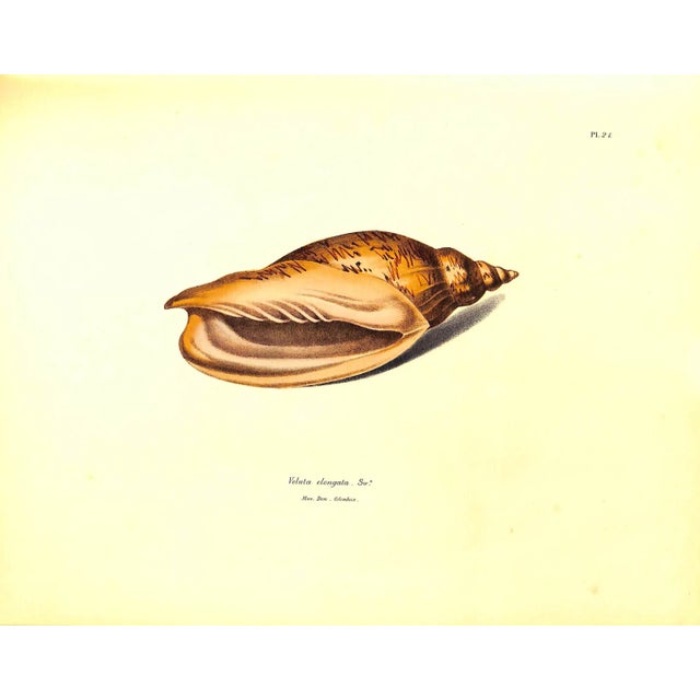 "Exotic Conchology or Drawings and Descriptions of Rare Beautiful or Undescribed Shells" 1968 Swainson, William For Sale - Image 11 of 12