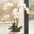 Kenneth Ludwig Chicago Phalaenopsis Orchid Drop-In 30" For Sale - Image 4 of 5