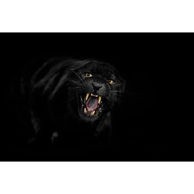 Ibrahim Suha Derbent, Black Leopard Is Roaring, Photographic Paper, in Flawless conditions. Designed from 2000 This piece...