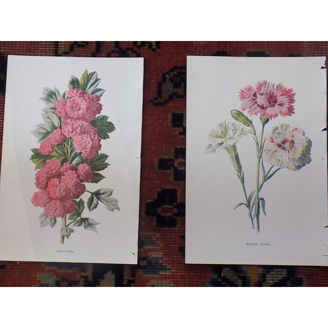 Authentic Antique 19th Century Edward Hulme Botanical "Garden Flowers" Lithographs - Set of 12 - Super Price! For Sale In Cincinnati - Image 6 of 9