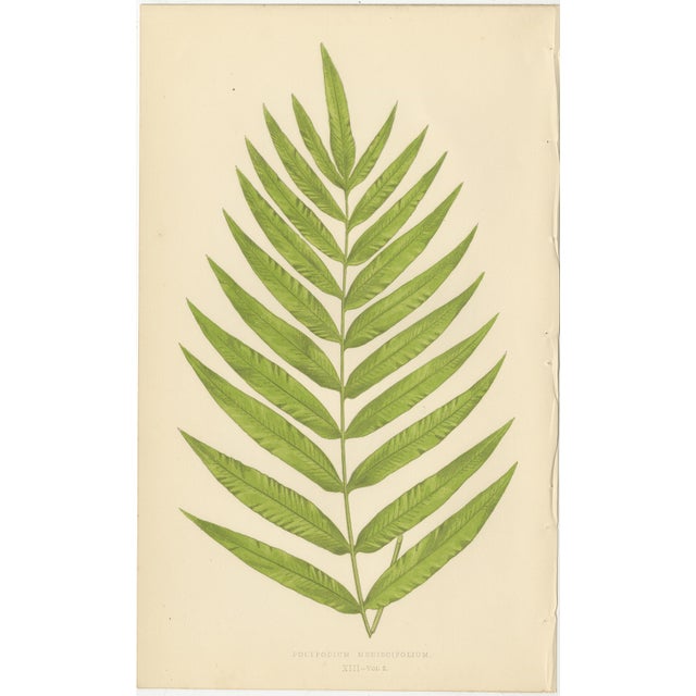 E.J. Lowe, Tropical Fern Lithograph Collection, 1856, Paper, Set of 6 For Sale - Image 3 of 10