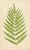 E.J. Lowe, Tropical Fern Lithograph Collection, 1856, Paper, Set of 6 For Sale - Image 3 of 10