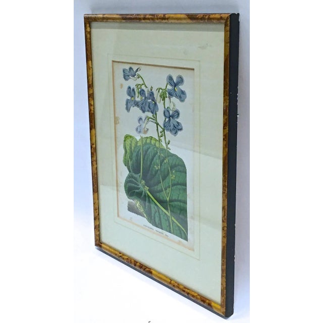 Antique framed floral and leaf botanical engraving depicting lavender floral and leaf. Marked "Streptocarpus Polyanthus...