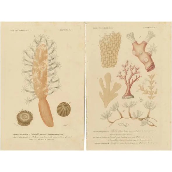 Hand-Colored Zoophytes, 1849, Paper, Set of 2 For Sale