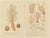Hand-Colored Zoophytes, 1849, Paper, Set of 2 For Sale