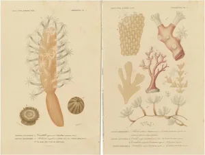 Hand-Colored Zoophytes, 1849, Paper, Set of 2