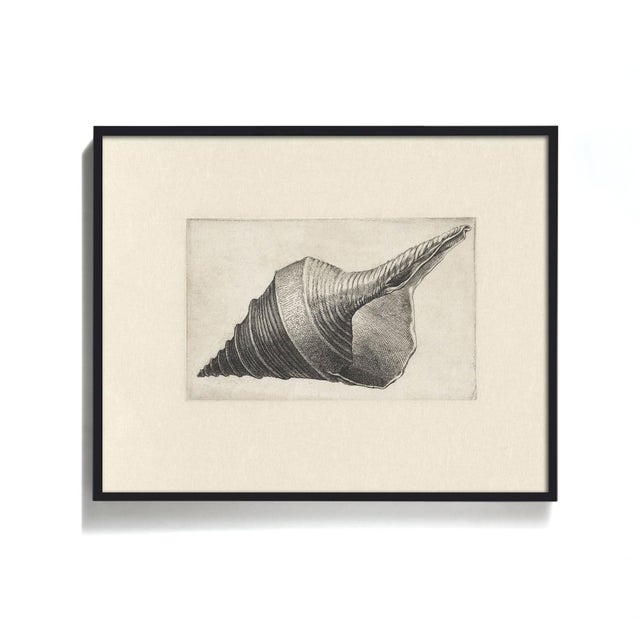 Antique Sea Shell Set of 9 - 11" X 14" Reproduction For Sale - Image 13 of 15