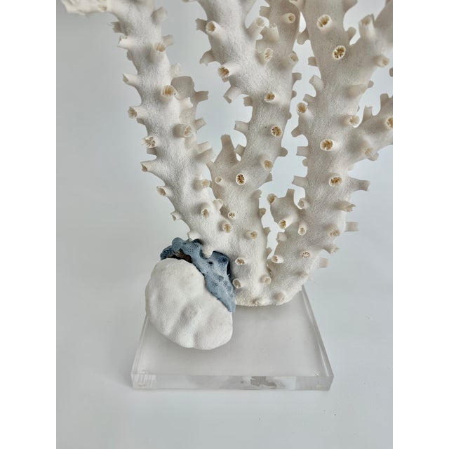 This exceedingly tall natural white Octopus coral specimen is a rare example of this variety of coral that features a...