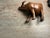 Vintage Hand Carved Wooden Sculpture of an Asian Water Buffalo For Sale In Chicago - Image 6 of 8