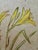 Rustic Henry Emil Salloch Original Watercolor on Paper Yellow Lilies, 1941. For Sale - Image 3 of 6