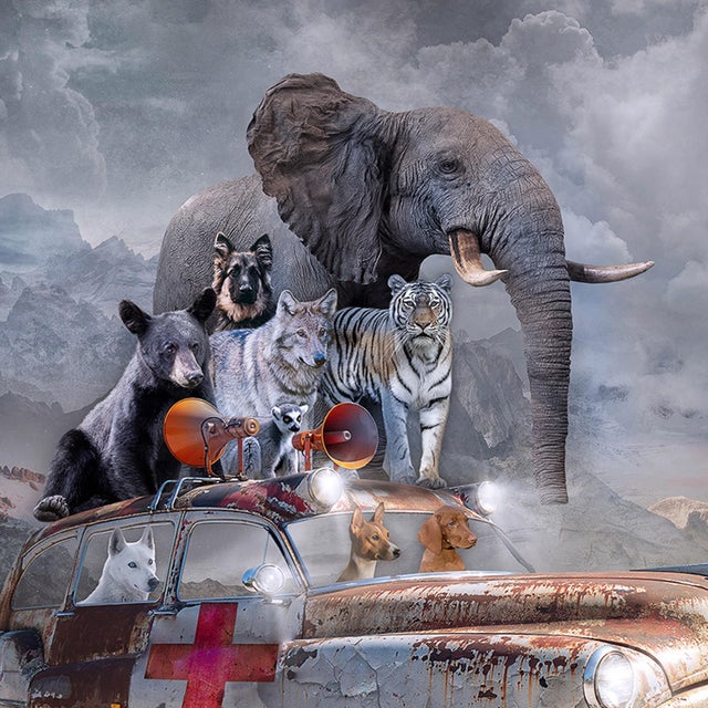 This photograph presents a surreal scene featuring a vintage car adorned with an array of animals, including an elephant,...