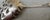 Sterling serving spoon with a pierced bowl. Measurements: 5" by 1.75"; weight: 9.7 Dwt. Manchester Silver Co., circa 1910....