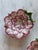 Majolica Vintage Neuwirth Majolica Strawberry Plates - a Pair For Sale - Image 4 of 8