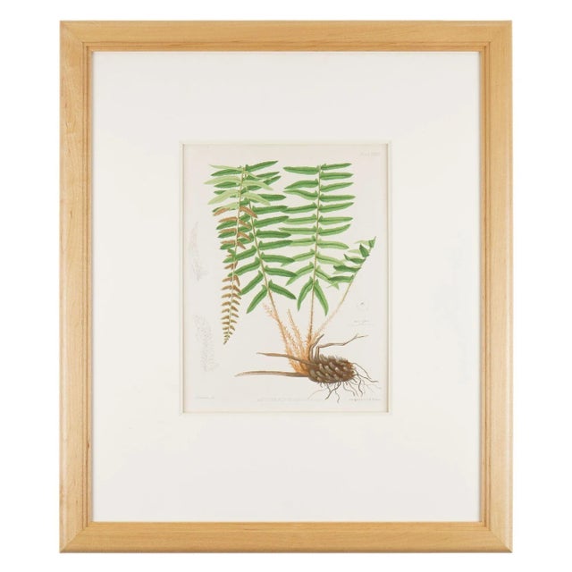 Pair of American botanical chromolithographic prints from “The Ferns of North America” by Daniel Cady Eaton, published by...