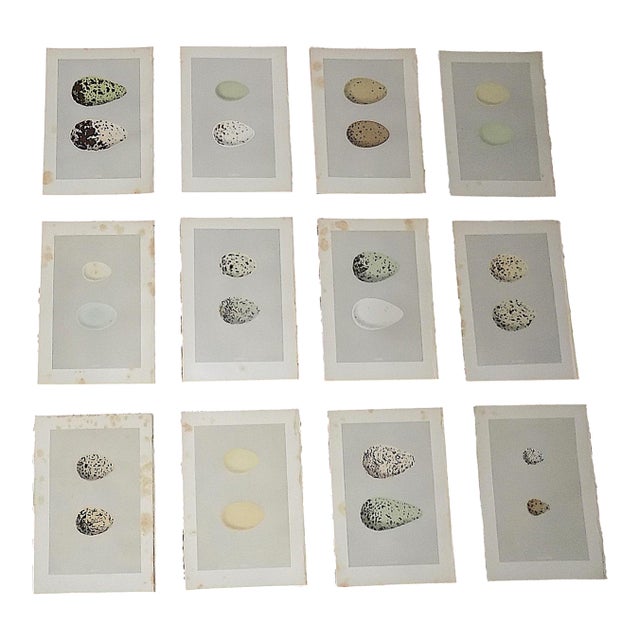 Antique 19th Century Hand Colored Egg Lithographs - Water Birds - Set of 12 For Sale