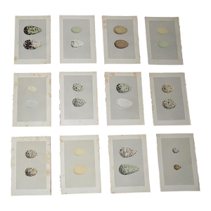 Authentic Antique 19th Century Hand Colored Egg Lithographs - Water Birds - Set of 12