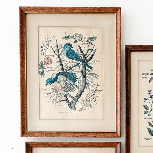 Late 20th Century Set of 4 Vintage Wood Framed Arthur Singer Bird & Botanical Prints For Sale - Image 5 of 6