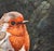 Contemporary Framed Textured English Finch Bird Art Painting on Canvas. For Sale - Image 3 of 7