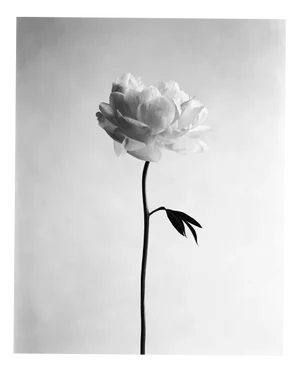 Ugne Pouwell, Peony No.11, 2025, Black and White Photograph