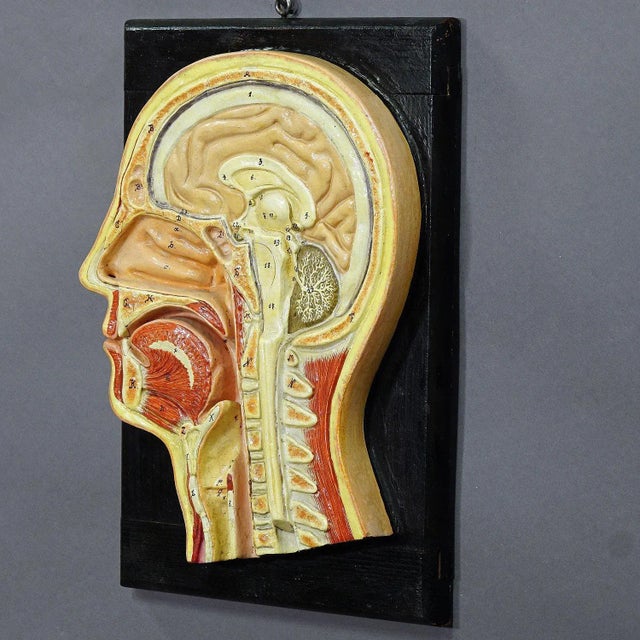 A great antique hand-painted and hand lettered anatomical model. a median incision of the head for class. made of wood,...