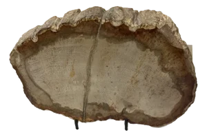 Live Edge Petrified Wood G