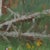 Early 21st Century Flowers, Showers by Judd Mercer | Gouache On Paper Floral landscape with various wildflowers. For Sale - Image 5 of 5