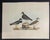 1840s John Selby Plover Ornithological Engraving For Sale - Image 4 of 4