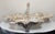 A stunning Art Nouveau silver plate serving dish, crafted between 1890-1910. The intricate design of the dish reflects the...