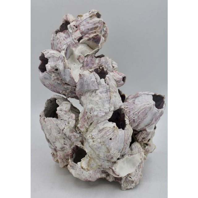 A superb vintage barnacle conglomerate. This is a unique decorative object.