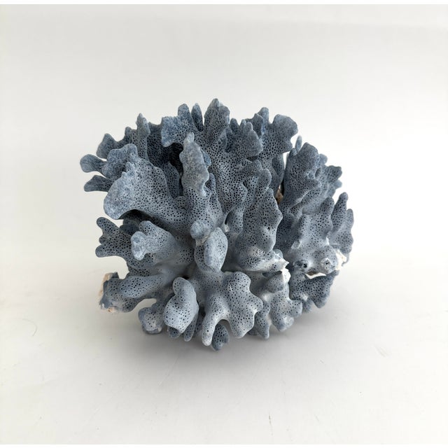 Chinoiserie Natural Blue Coral Specimen For Sale - Image 3 of 7
