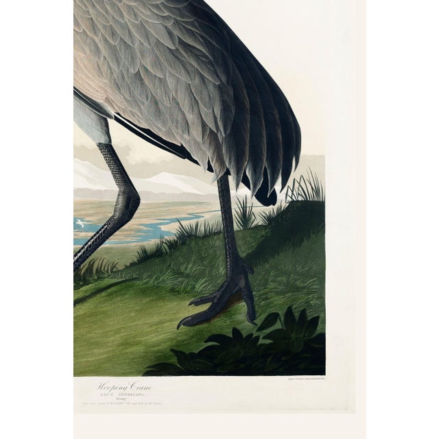 Black Whooping Crane, Vintage Art Print Reproduction From Birds of America by John James Audubon, 16" X 24" For Sale - Image 8 of 8