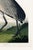 Black Whooping Crane, Vintage Art Print Reproduction From Birds of America by John James Audubon, 16" X 24" For Sale - Image 8 of 8