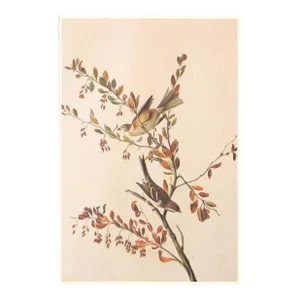 1966 Vintage Cottage Style Print "Tree Sparrow" After John James Audubon