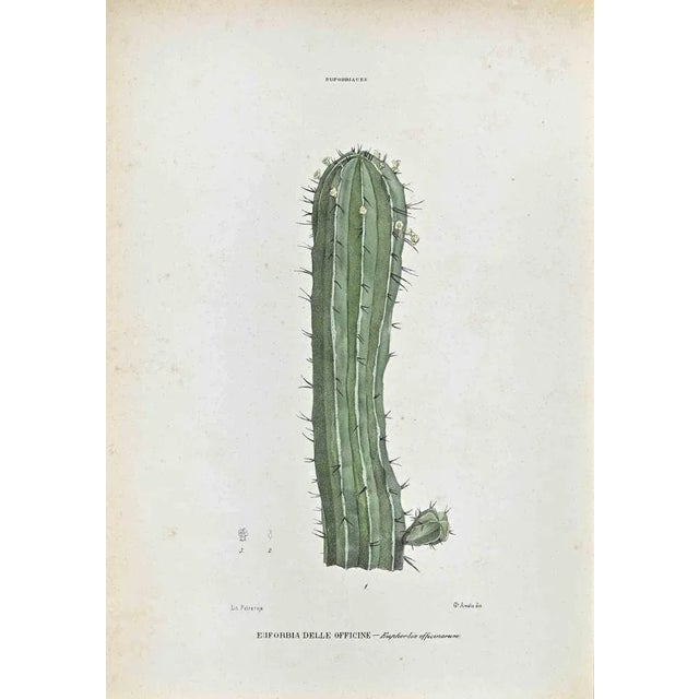 Lithograph hand watercolored. Plate from "Atlante di Botanica popolare ossia Illustrazione di Piante Notevoli di ogni...