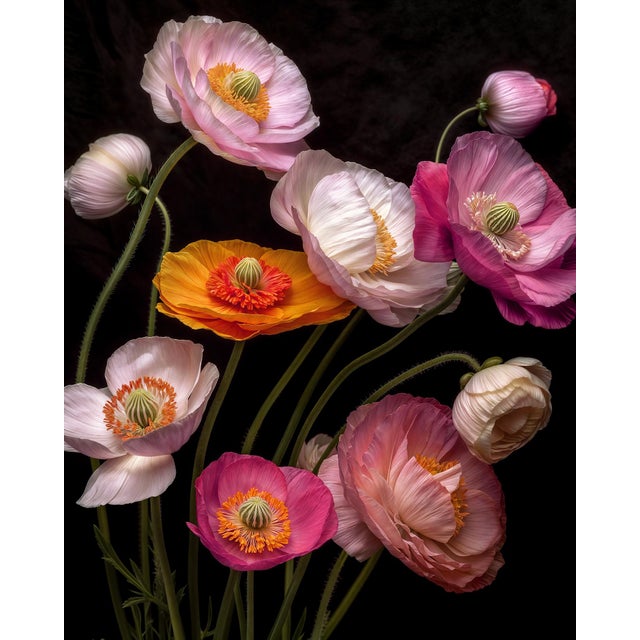 "Poppies 35" Contemporary Botanical Photograph For Sale