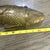 Victorian Large Antique Judaica Brass Articulated Fish Besamim Spice Box For Sale - Image 3 of 12