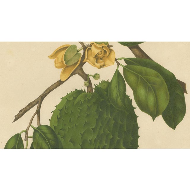 Hoola van Nooten, Soursop Botanical, 1880, Chromolithograph For Sale - Image 5 of 9