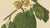 Hoola van Nooten, Soursop Botanical, 1880, Chromolithograph For Sale - Image 5 of 9