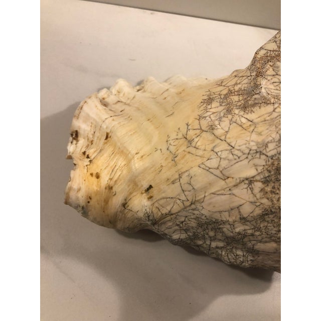 Large Harbour Island Conch Shell For Sale - Image 9 of 11