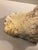 Large Harbour Island Conch Shell For Sale - Image 9 of 11