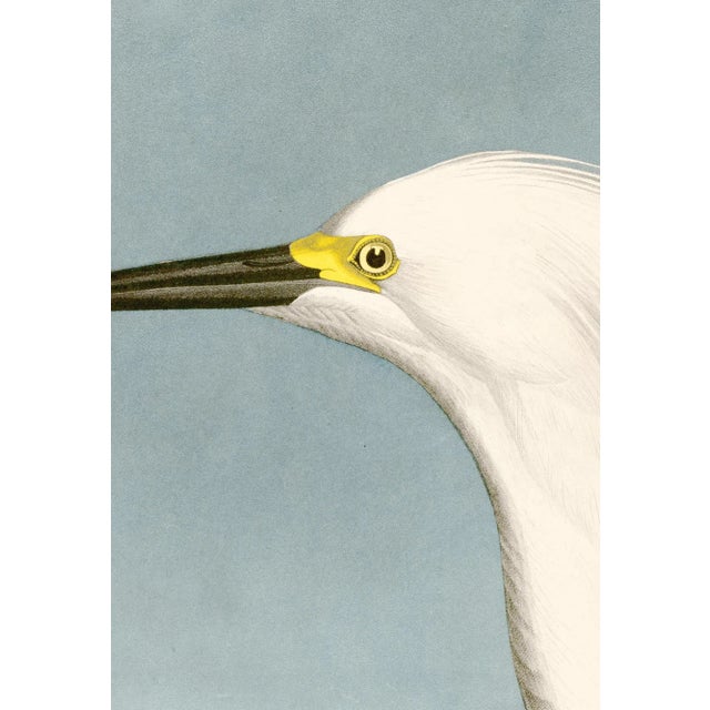 2020s Snowy Heron Print in Black Veneer With Silver Edge Moulding, After Audubon For Sale - Image 5 of 7